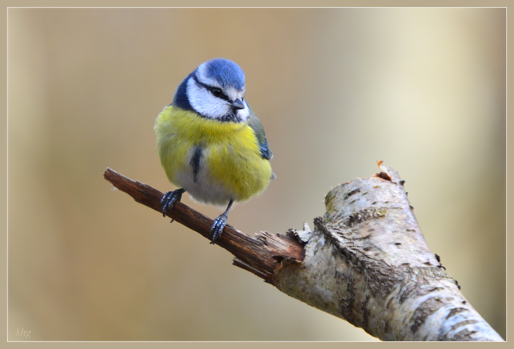 DSC 3352 Blaumeise