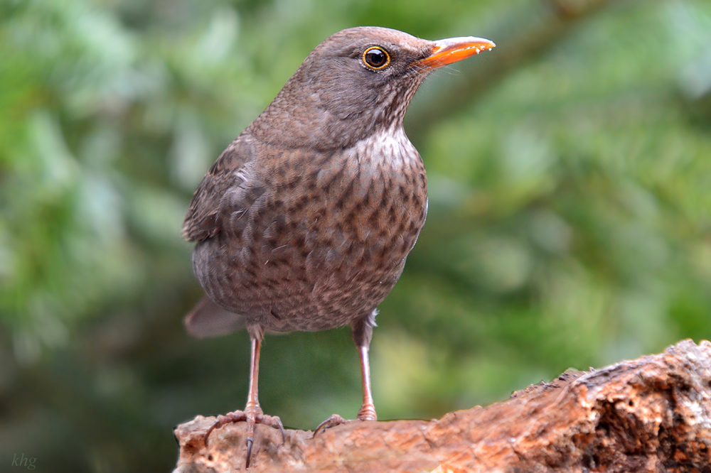 DSC 3361 Amsel w