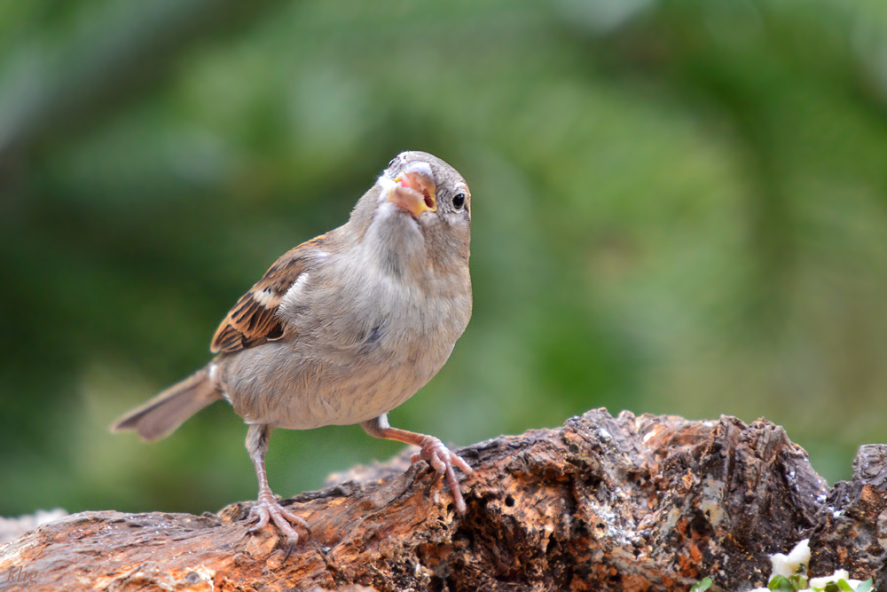 DSC 3365 Spatz