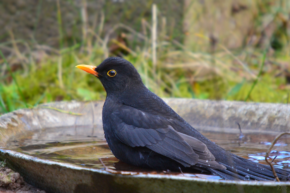 DSC 3376 Amsel