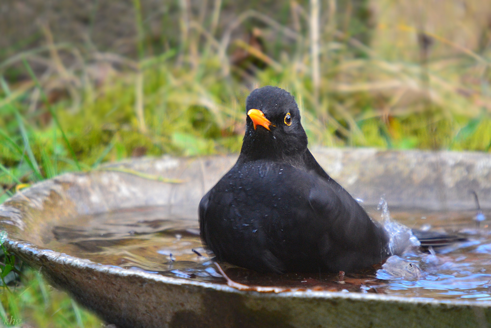 DSC 3377 Amsel