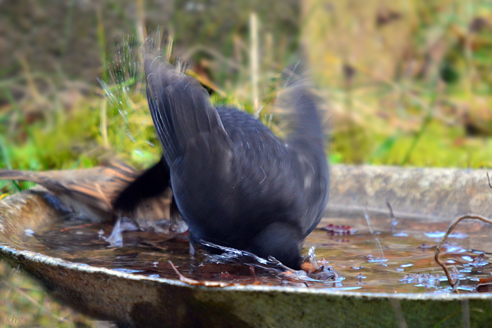 DSC 3379 Amsel