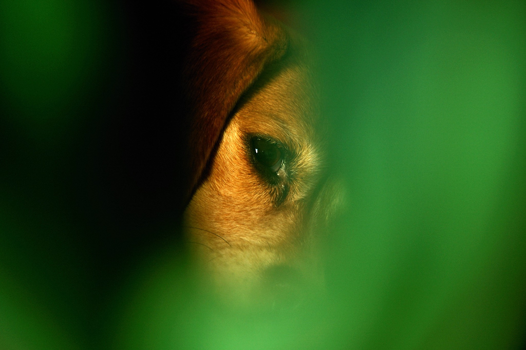 DSC 3402
D700, Nikkor 70-300mm f/4.5-5.6G IF-ED AF-S VR