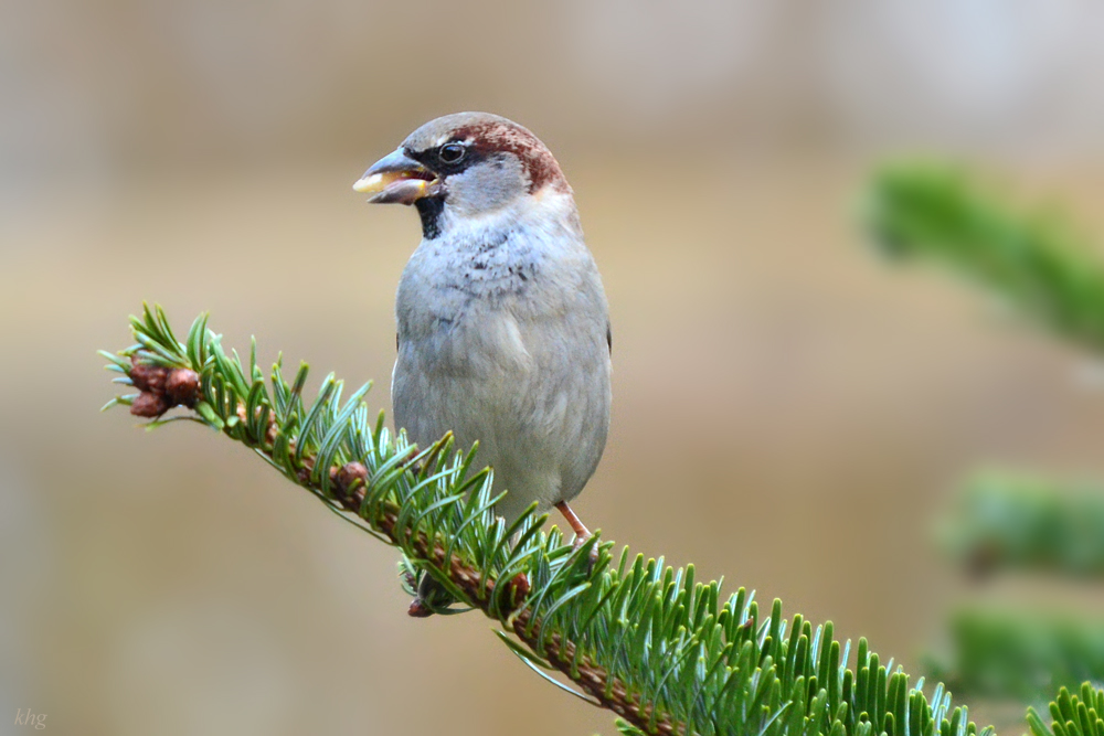 DSC 3410 Spatz