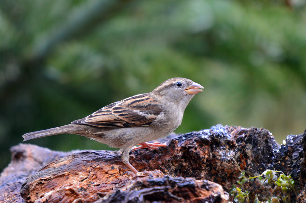 DSC 3412 Spatz