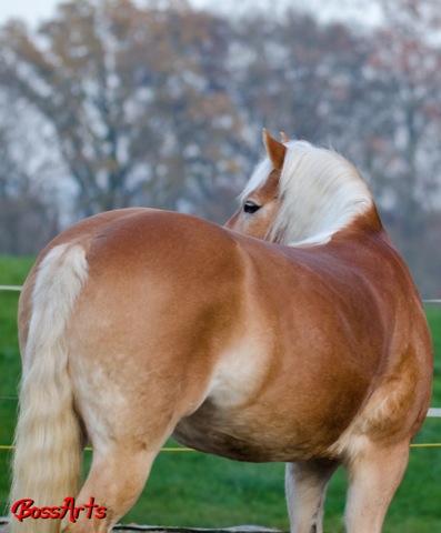DSC 3415