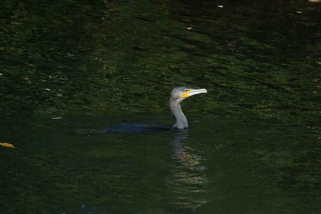 DSC 3426