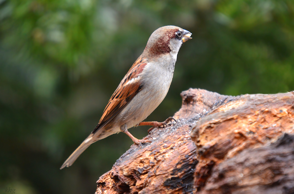 DSC 3431 Spatz