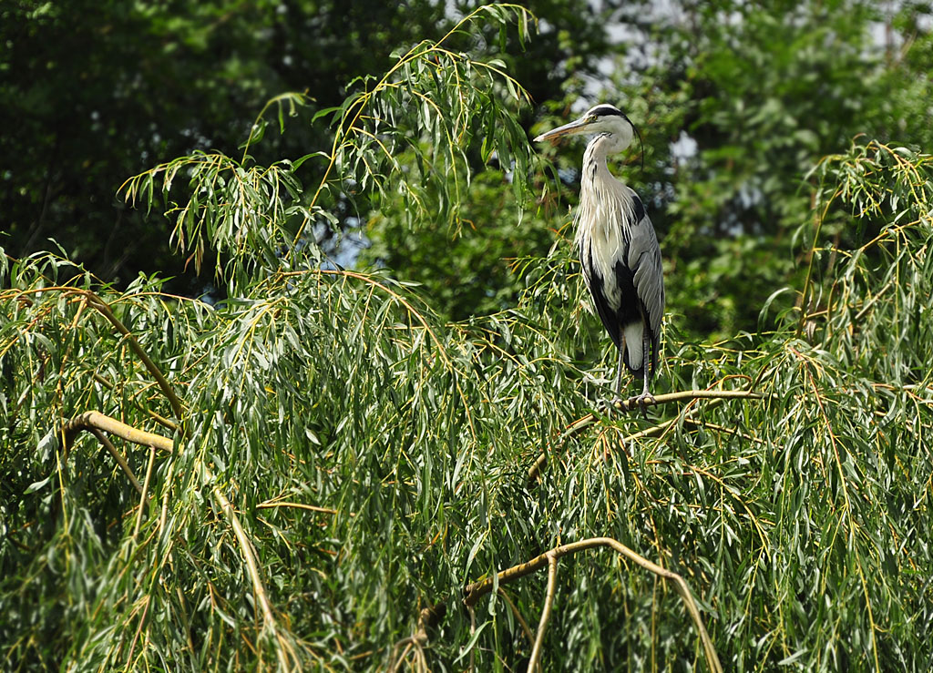 DSC 3442 wilf 1024