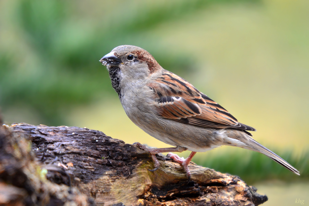 DSC 3461 Spatz
