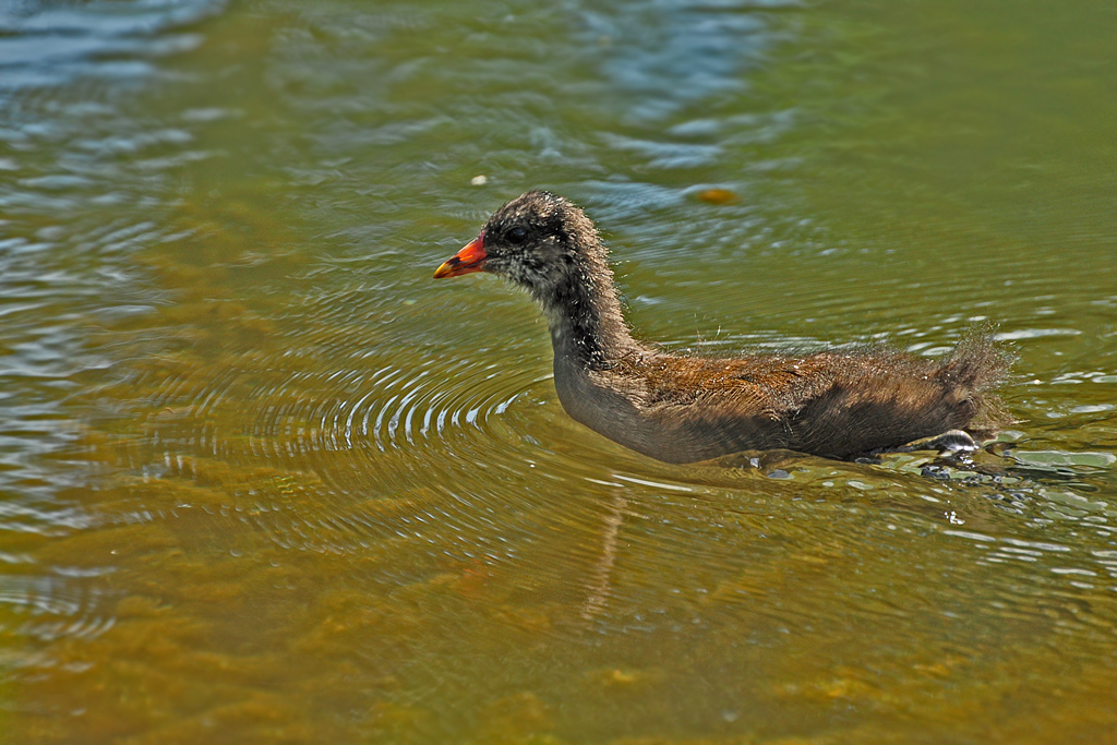 DSC 3468 Junges Teichhuhn 1024