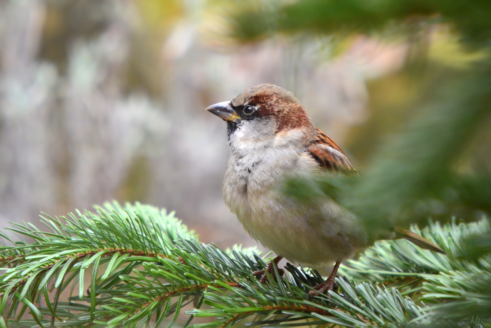 DSC 3474 Spatz