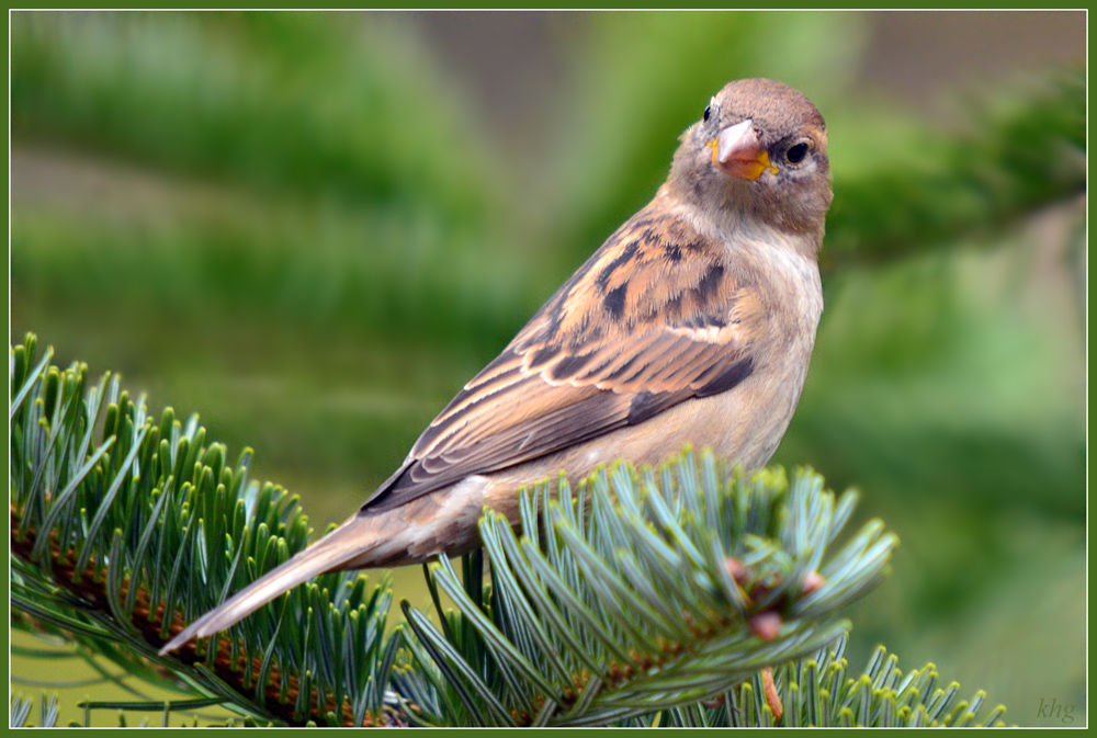 DSC 3488 Spatz