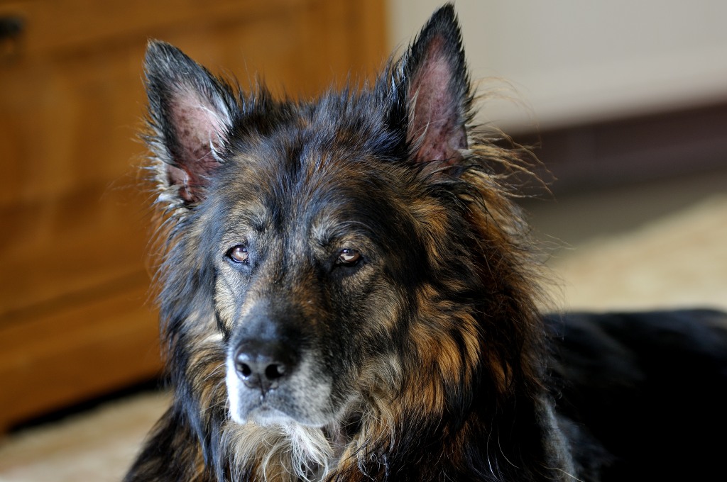 DSC 3491
105mm, 1/20, 1:2.8, ISO 200