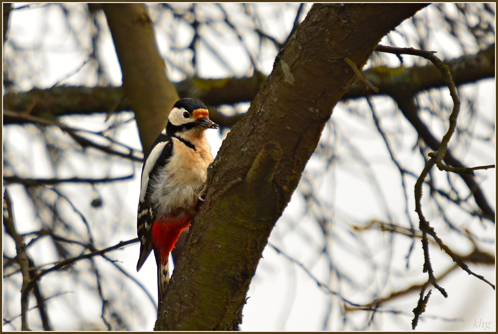 DSC 3500 Specht