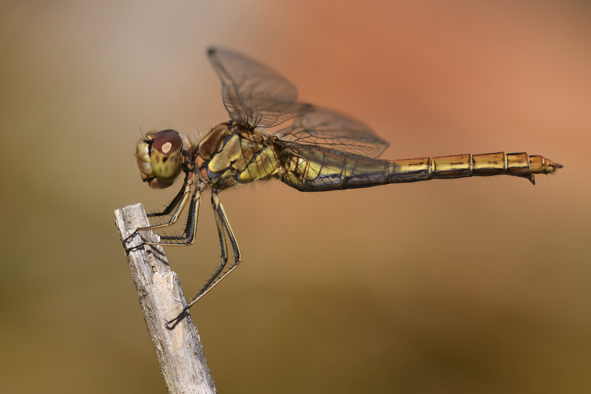 DSC 3505nx
