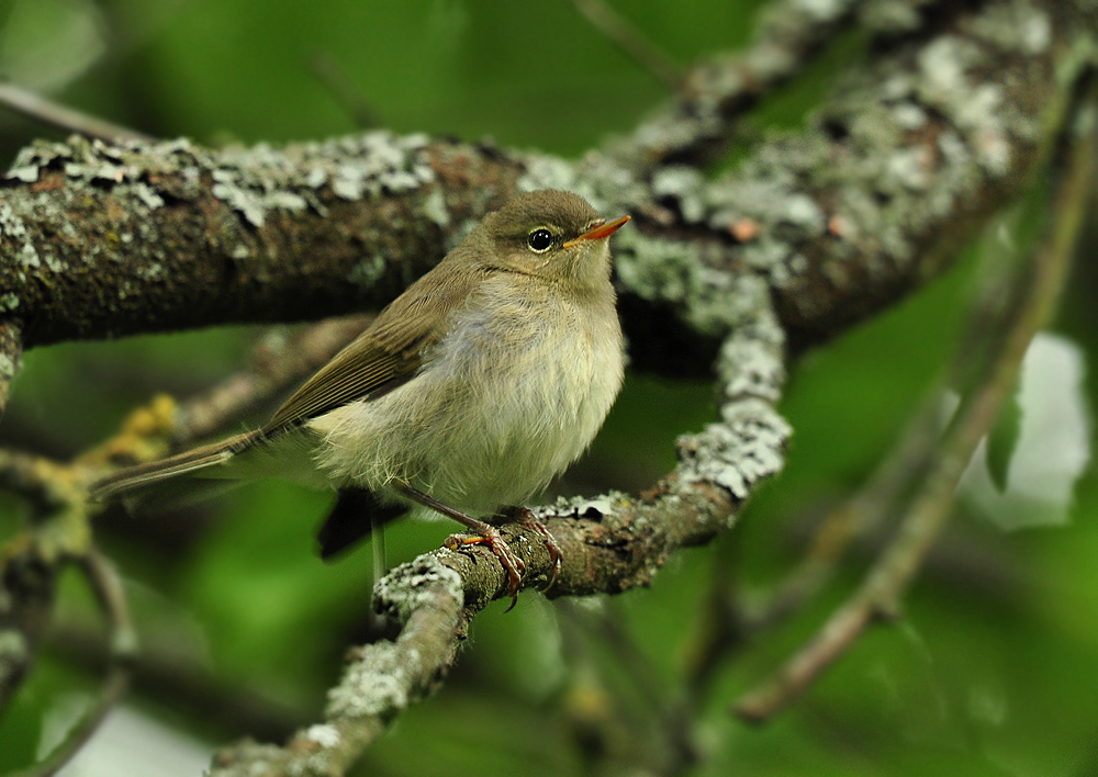 DSC 3526 Teichrohrsänger ju 1000 2