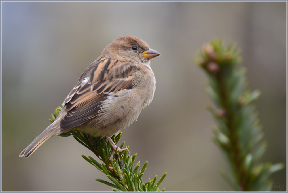 DSC 3559 Spatz