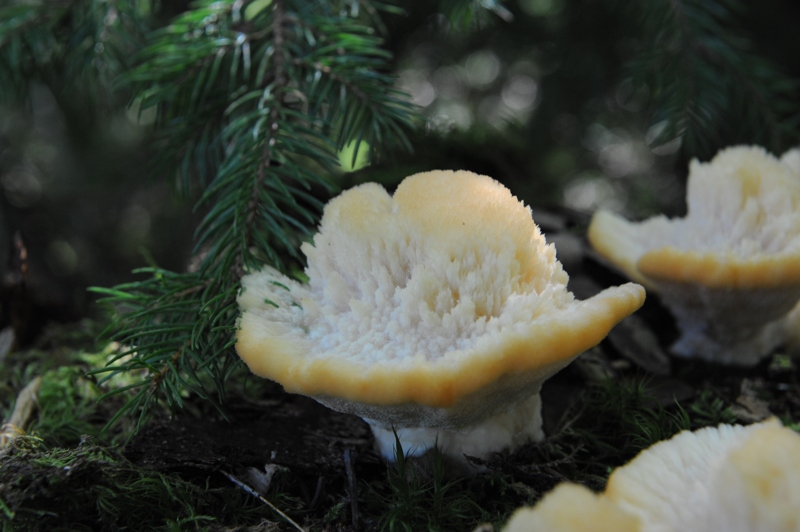 DSC 3573 PF
