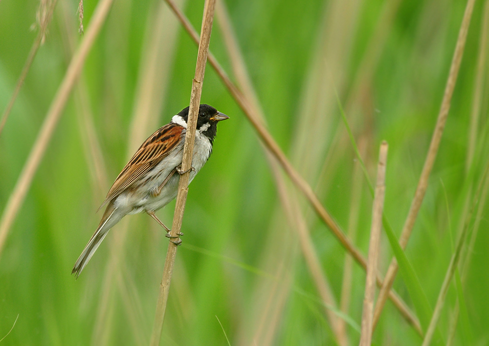 DSC 3582 Rohrammer 1000