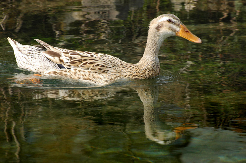 DSC 3606 1000 ente