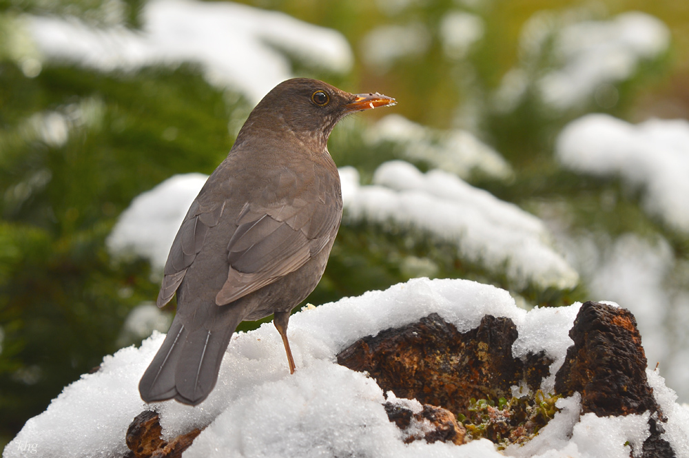 DSC 3620 Amsel