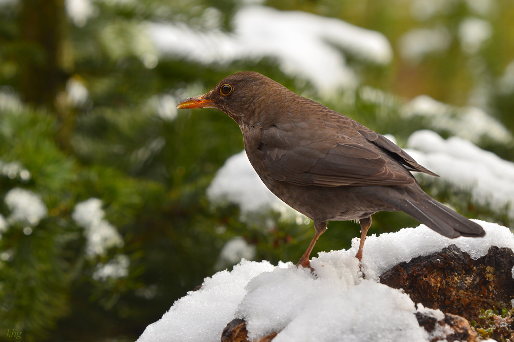 DSC 3621 Amsel