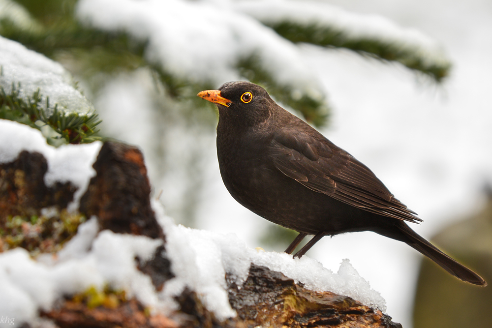 DSC 3628 Amsel