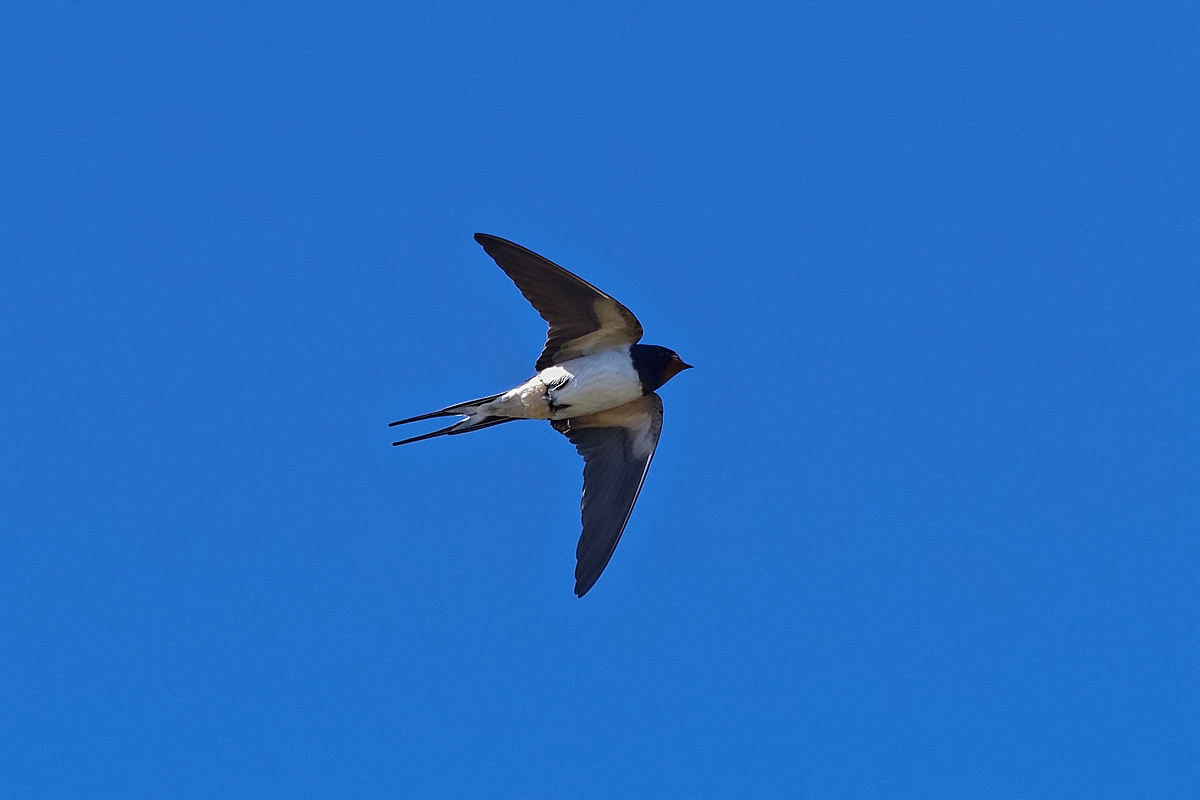 DSC 3655k