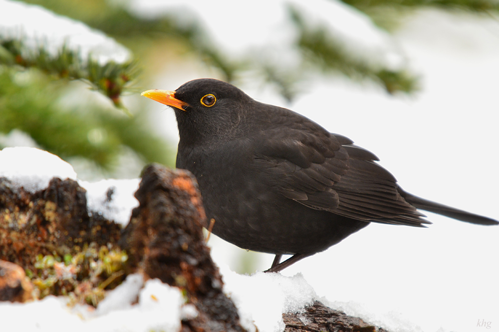 DSC 3665 Amsel