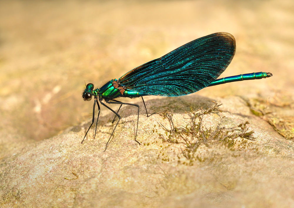 DSC 3699 Blauflügel1000