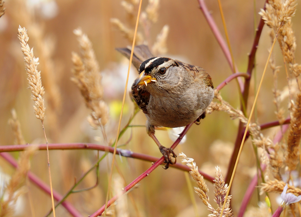 DSC 3699 White headed Sparrow 1000