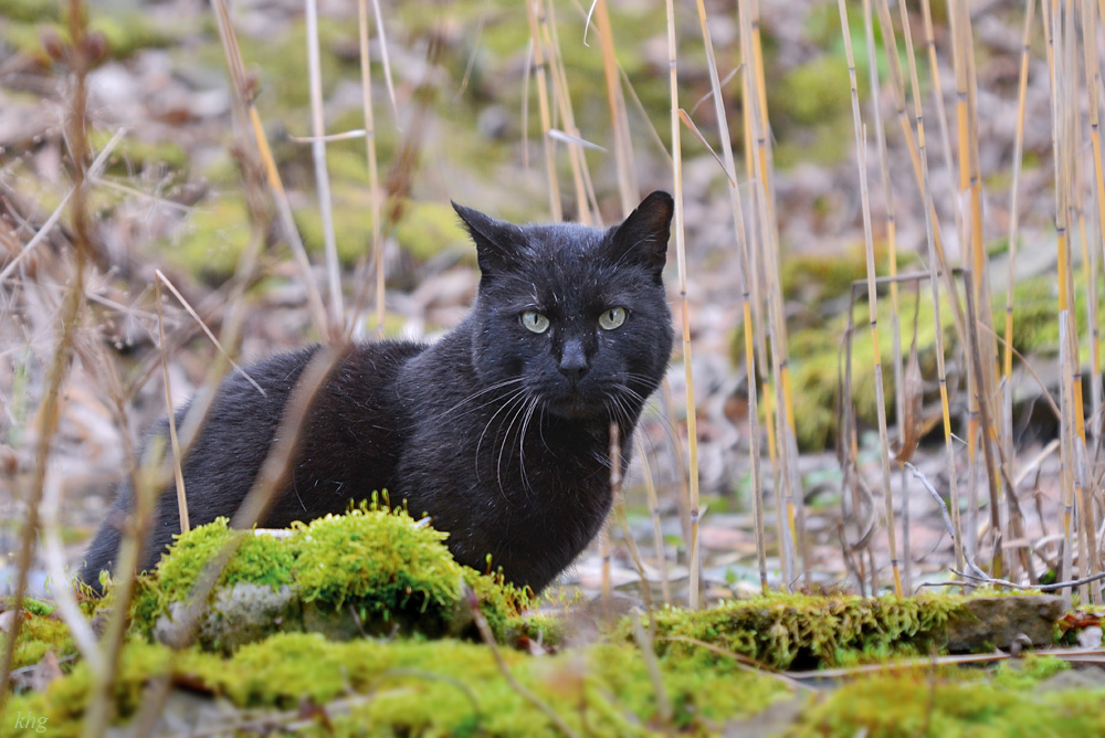 DSC 3735 Kater