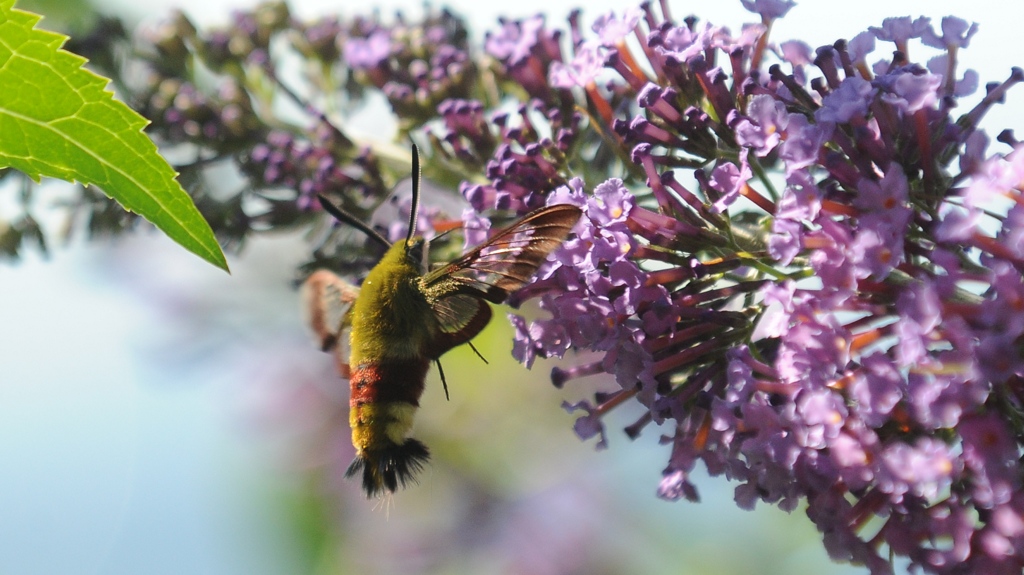 DSC 3758 crop