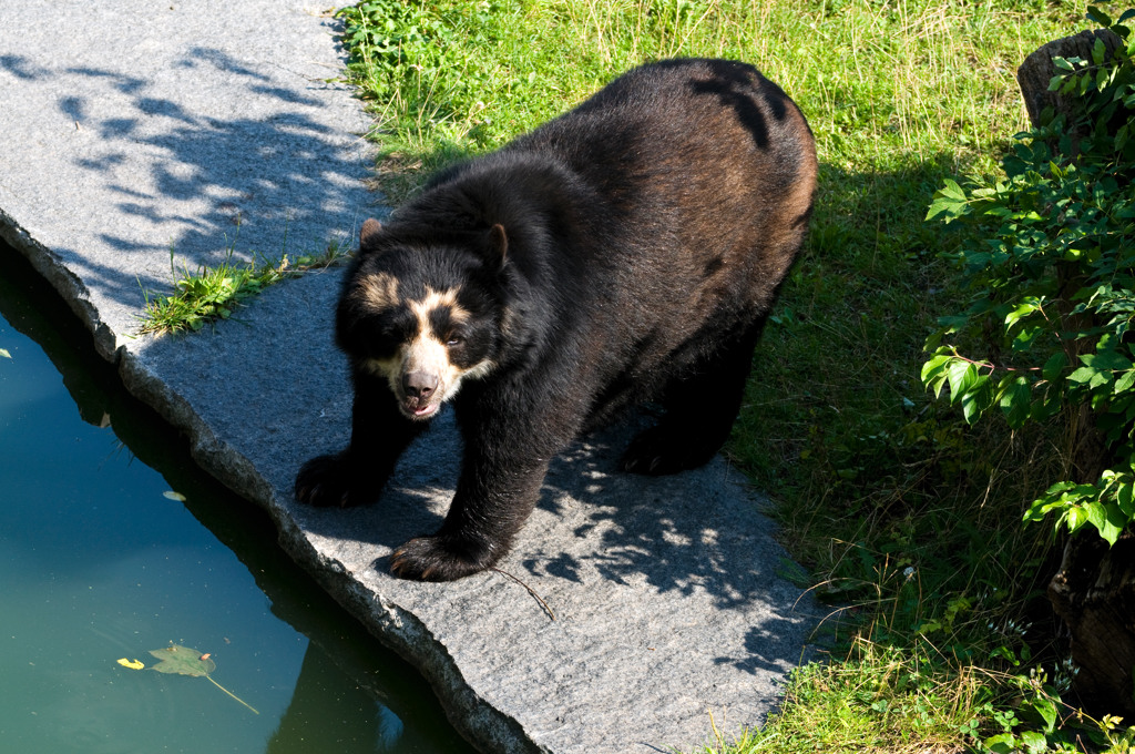 DSC 3759 baer