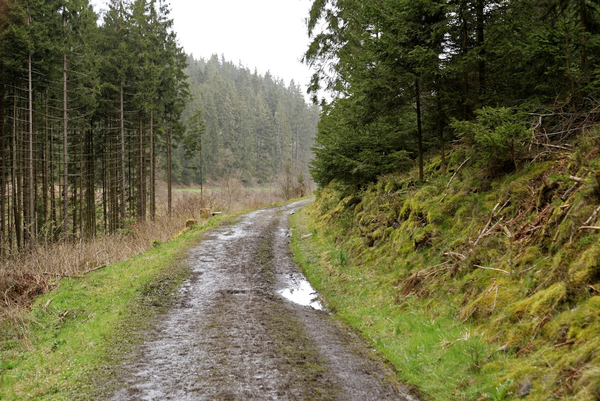 DSC 3778 NSG Perlenbachtal

Auf dem Weg zur Narzissenblüte. Der Himmel ist grau und nicht mehr Sonnendurchbrochen wie 1 Stunde vorher beim Start zum A