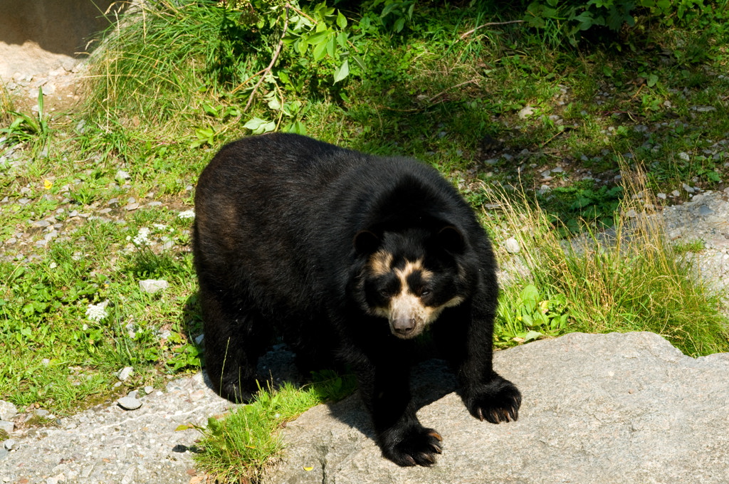 DSC 3779 baer