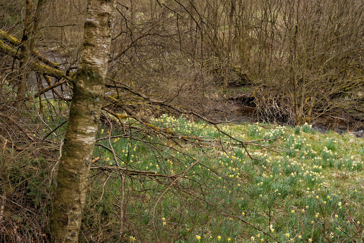 DSC 3780 NSG Perlenbachtal

Das Foto zeigt, wie das rauhe Klima in Eifel und Venn wirkt.. es ist kaum ausschlagendes Grün an den noch lebenden Bäumen 