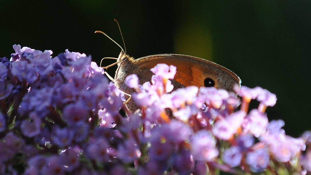 DSC 3784 crop