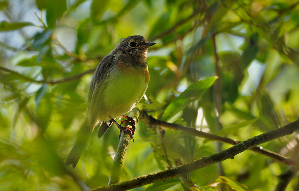 DSC 3789 UnbekVogel 1000