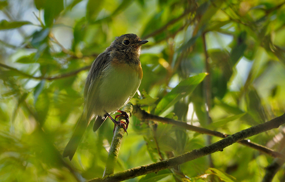 DSC 3789_Rotkehlchen_juv_ 1000 1