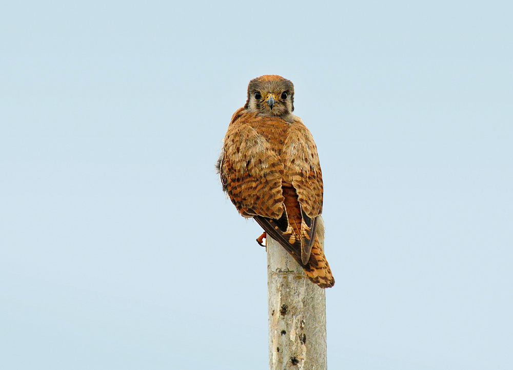 DSC 3790 Buntfalke 3 1000