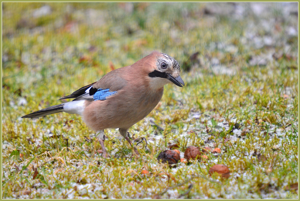 DSC 3794 Eichelhäher
