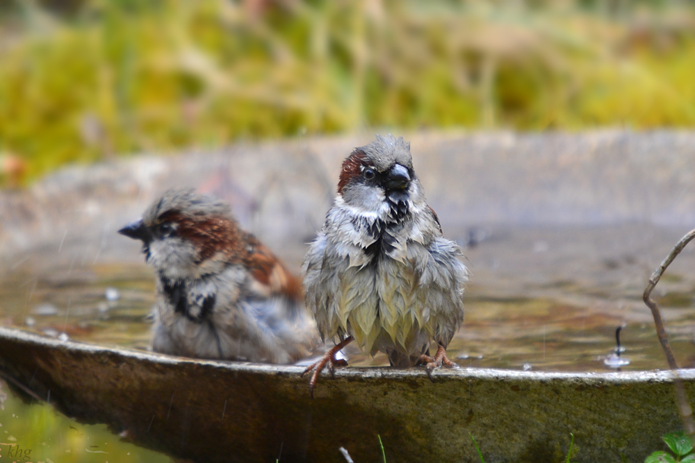 DSC 3804 Spatz