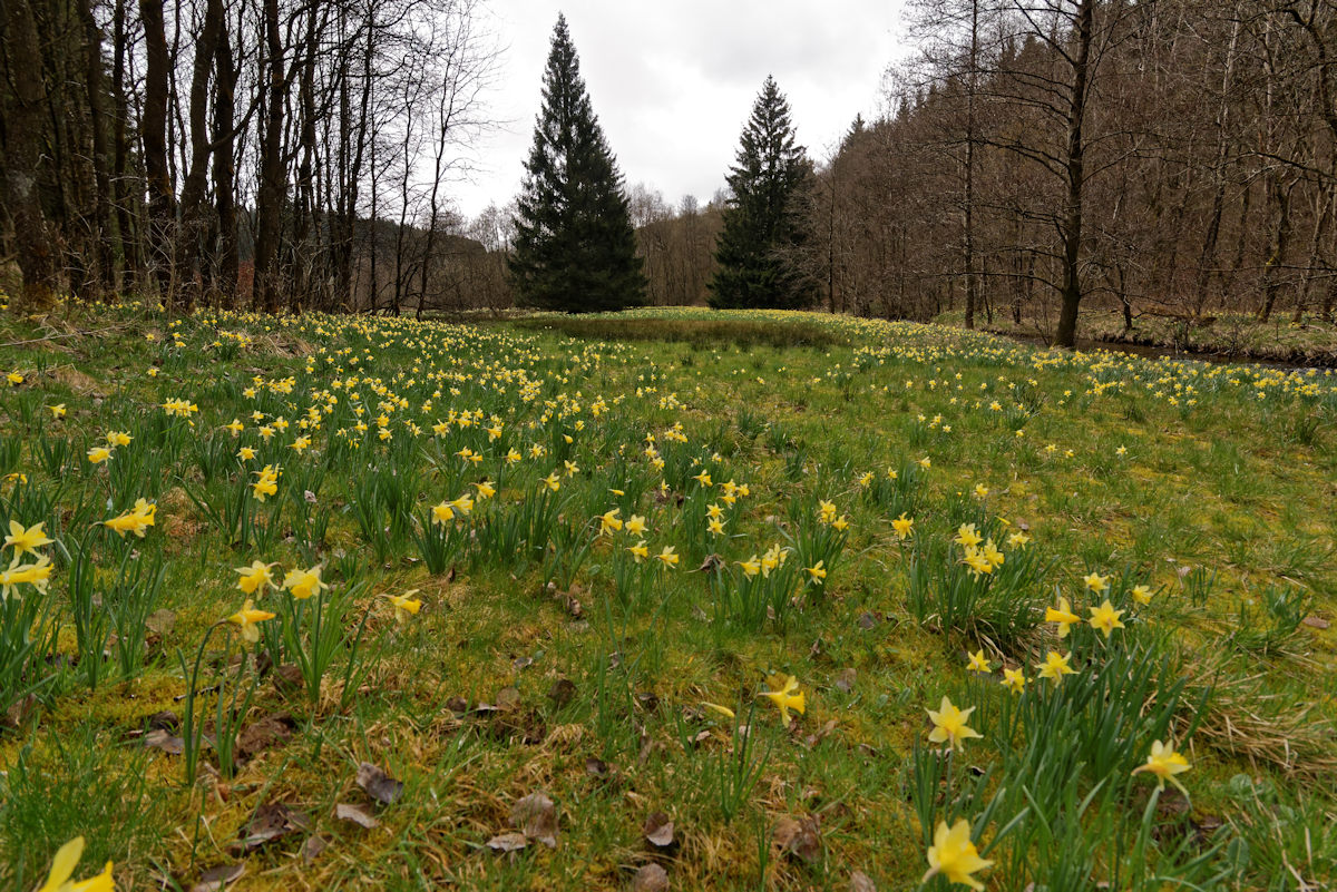 DSC 3809 NSG Perlenbachtal

Narzissenwiese am Perlenbach..eben schien noch etwas die Sonne..