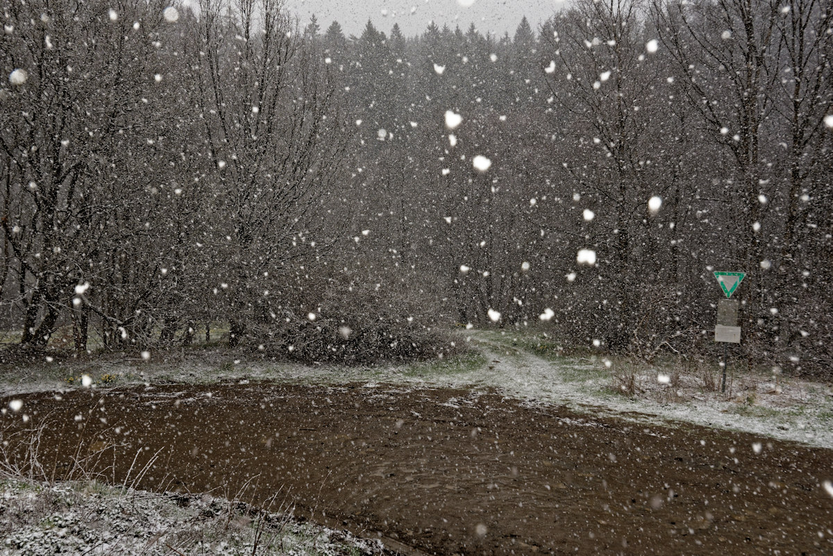 DSC 3819 NSG Perlenbachtal

So schneite es dann den ganzen Fußweg ca. 4 km zum Auto zurück.... die Narzissen werden langsam vom Schnee bedeckt .. wenn