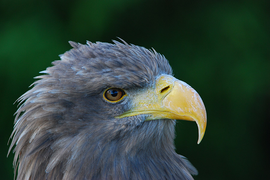 DSC 3823 nff
