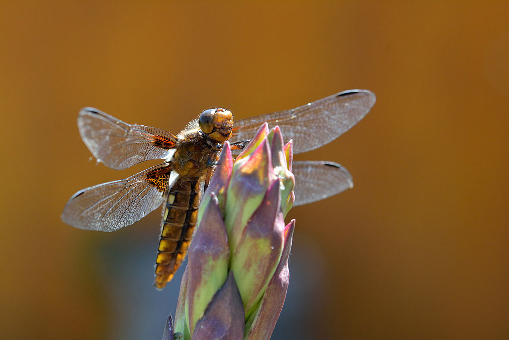 DSC 3829nf