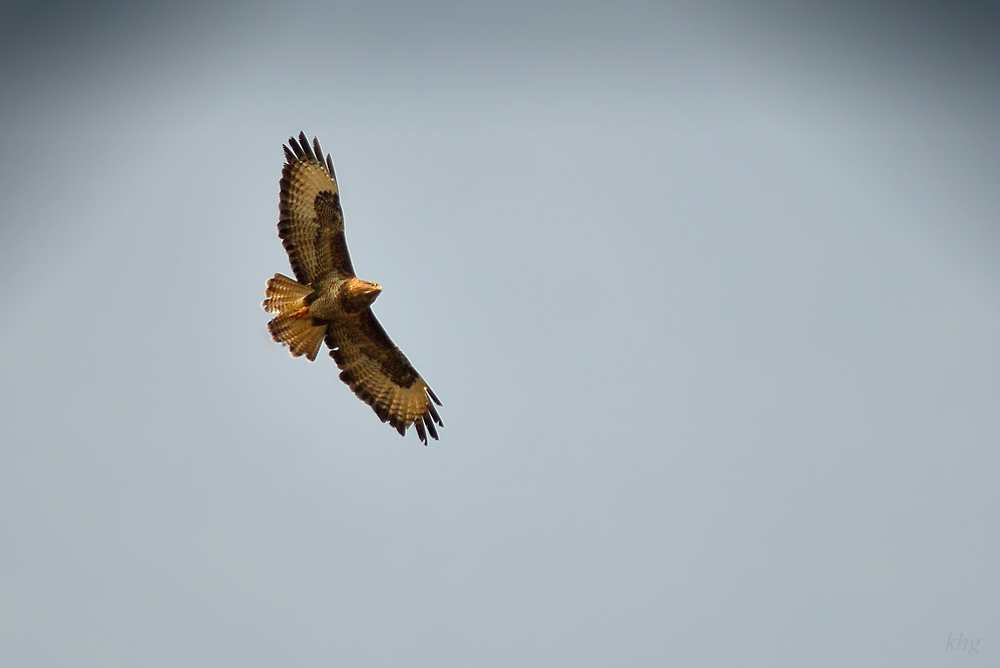 DSC 3850 Bussard