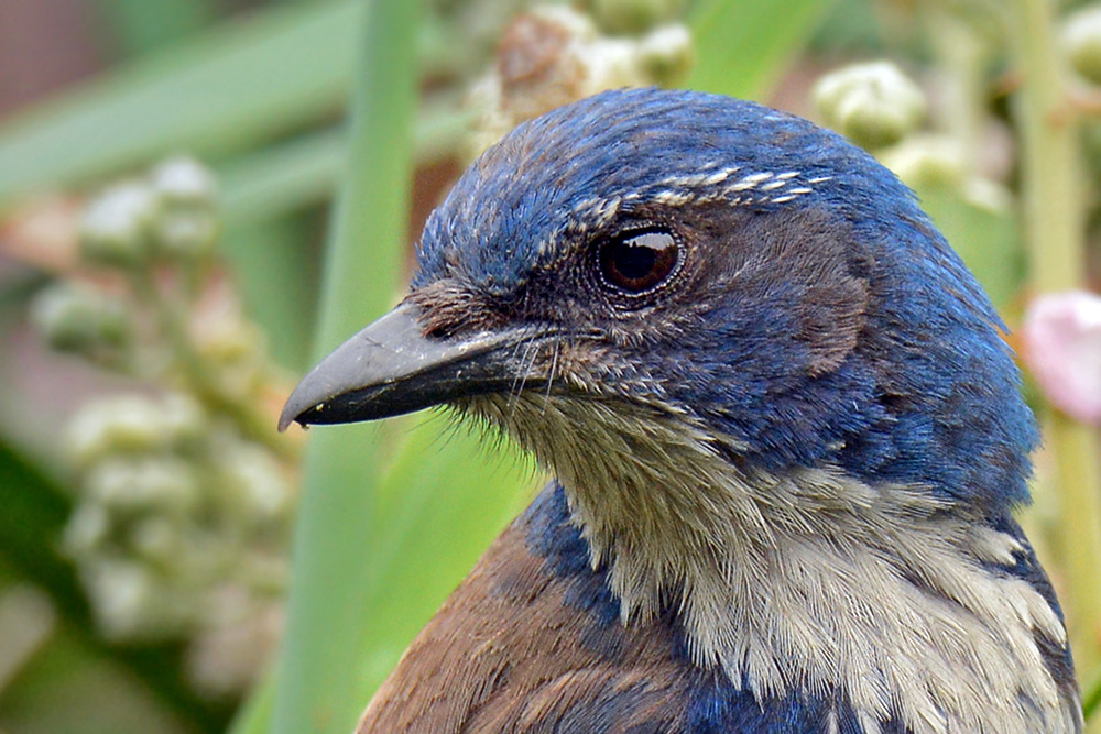 DSC 3858 Blaue Elster Portrait 1000